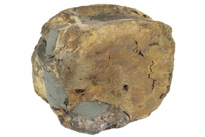 3.7" Partially Pyritized, Fossil Dinosaur Vertebra - Wyoming